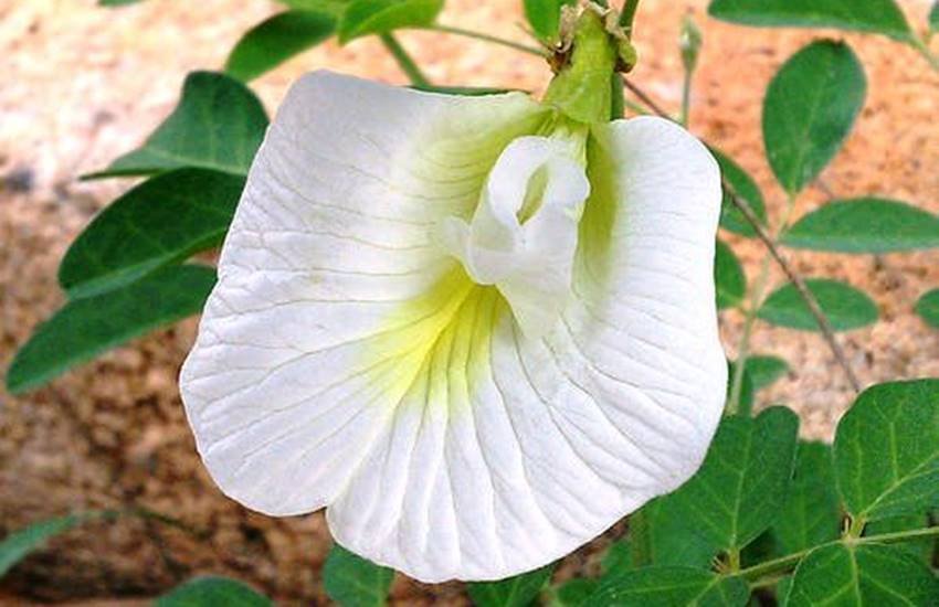 shankhpushpi plant, shankhpushpi plant photo, shankhpushpi plant uses, shankhpushpi uses, shankhpushpi benefits in hindi, shankhpushpi for heart health, shankhpushpi for mental health, shankhpushpi for insomnia, health news in hindi, jansatta