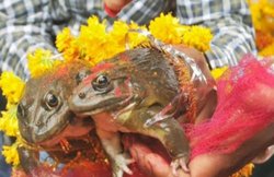 मध्य प्रदेश: बीजेपी महिला मंत्री का टोटका! बारिश के लिए कराई मेंढक-मेंढकी की शादी