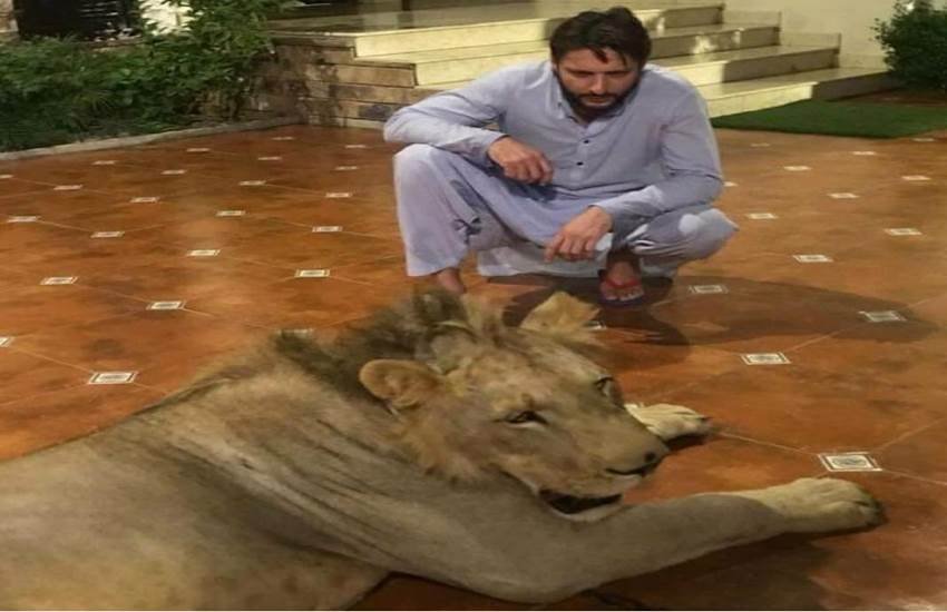 शेर के साथ पाकिस्तानी क्रिकेट खिलाड़ी शाहिद अफरीदी। फोटो- Twitter शेर के साथ पाकिस्तानी क्रिकेट खिलाड़ी शाहिद अफरीदी। फोटो- Twitter