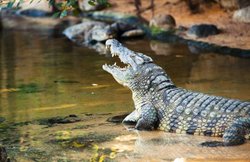 झील किनारे भक्तों की भीड़ के साथ थे पादरी, अचानक मगरमच्छ निकला और बना लिया निवाला