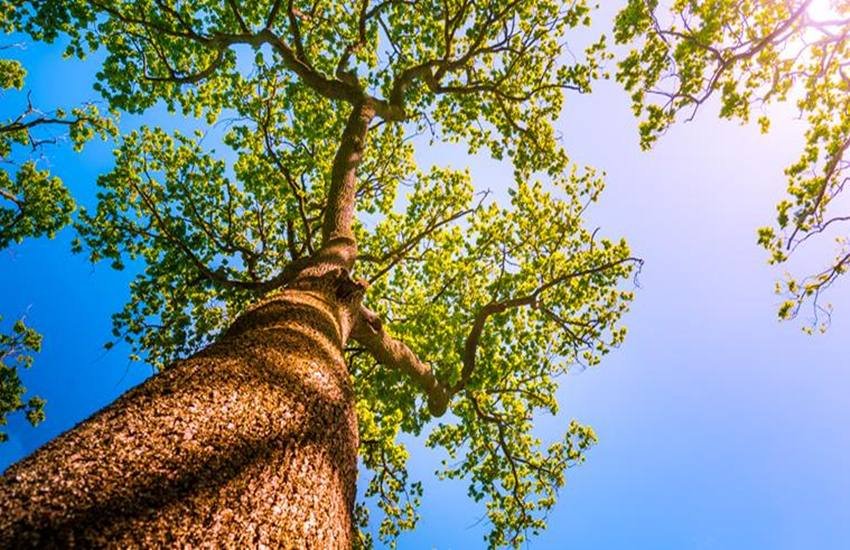 World Environment Day 2019 Theme: तस्वीर का इस्तेमाल केवल प्रतीकात्मक रूप से किया गया है। ((Source : Cuba Gallery/ Flickr))