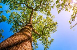 World Environment Day 2018 Theme, Slogan: आज विश्व पर्यावरण दिवस, प्लास्टिक की बुराई के खिलाफ दुनिया को आगाह करेंगे PM मोदी