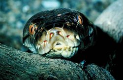 लापता थी महिला, अजगर का पेट काटा तो अंदर मिली