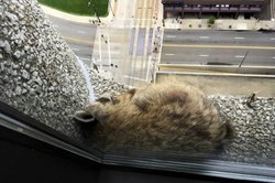 रैकून बना खतरों का खिलाड़ी, 25 मंजिला इमारत पर चढ़ इंटरनेट पर मचाई सनसनी