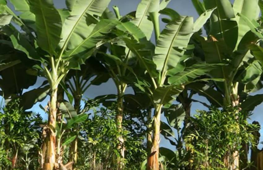 Worship of Banana, Worship of Banana reason, Worship of Banana facts, Worship of Banana in hindu, Worship of Banana unknown facts, Worship of Banana benefits, Worship Banana, Hindu Religion, Hindu Religion day, religion news