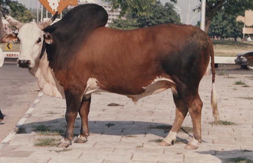 तस्वीर का प्रयोग प्रतीक के तौर पर किया गया है। (एक्सप्रेस आर्काइव फोटो)