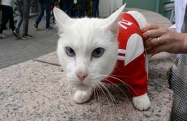 deaf white cat Achilles is soon to begin his work as Russia’s official soothsayer for the World Cup, deaf white cat Achilles, Achilles, cricket news, fifa, fifa 2018