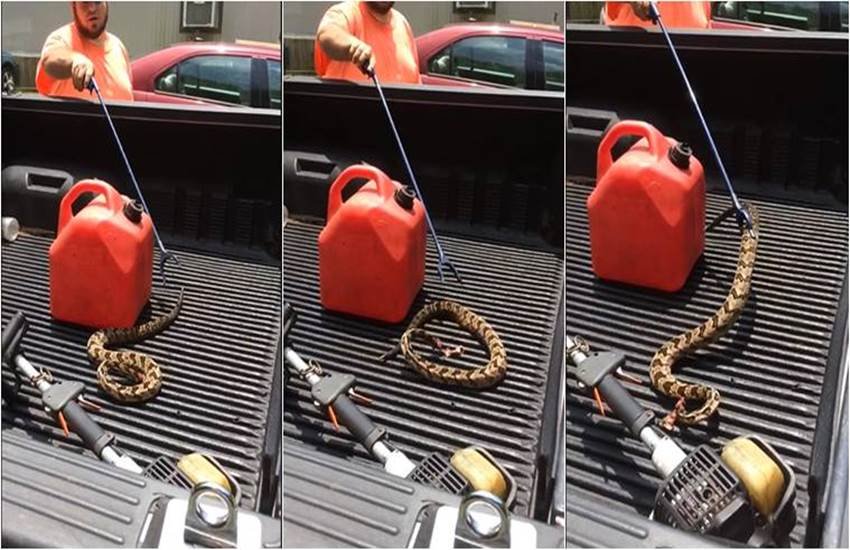 सिर कटे रैटल स्नेक के साथ बिल फोरबस। फोटो- कैरी फोरबस सिर कटे रैटल स्नेक के साथ बिल फोरबस। फोटो- कैरी फोरबस