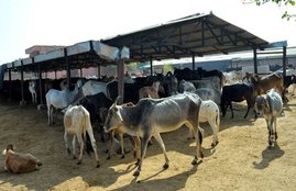 madhya pradesh