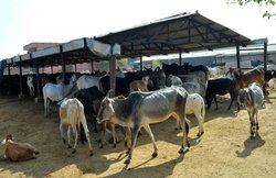 मध्य प्रदेश: मुस्लिम युवती चला रही गौशाला, मिल रही जान से मारने की धमकी