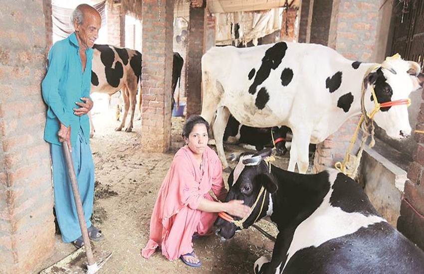 अपनी गौशाला में गायों के साथ सलमा। एक्‍सप्रेस फोटो (गुरमीत सिंह)