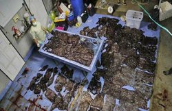 समंदर किनारे मिली व्हेल की मौत, पेट से निकली चीज देख सबको हो रही चिंता