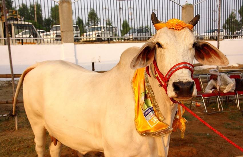 एफआईआर में दर्ज है कि रात 12.41 बजे विहिप की गौ रक्षा सेल के प्रमुख का फोन पुलिस के पास आया। (Express Photo)