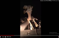 एक्सीडेंट में उड़े कार के परखच्चे, अंदर फंसा दिखा ऊंट तो हैरान रह गए लोग, देखें VIDEO