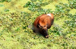 गायों की रक्षा के लिए संगठन का सुबह प्रदर्शन, रात में गौ तस्करी में गिरफ्तार हुआ बजरंग दल कार्यकर्ता