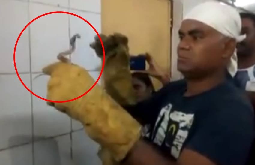 महिला वॉर्ड से निकले कोबरा को काबू करता स्थानीय संपेरा। (फोटोः टि्वटर)