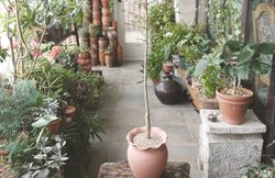 बरसात में बगीचे की देखभाल