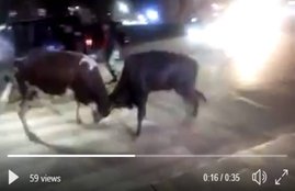PM Narendra modi, pm modi in varanasi, varanasi, varanasi ox, bull, varanasi bull, सांड़, Hindi news, news in Hindi, Jansatta