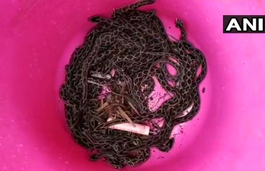 स्कूल से बरामद किए गए सांप। (फोटो सोर्स- एएनआई)