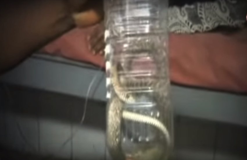 सांप ने लड़की को काटा (फोटो सोर्स- वीडियो स्क्रीनशॉट)
