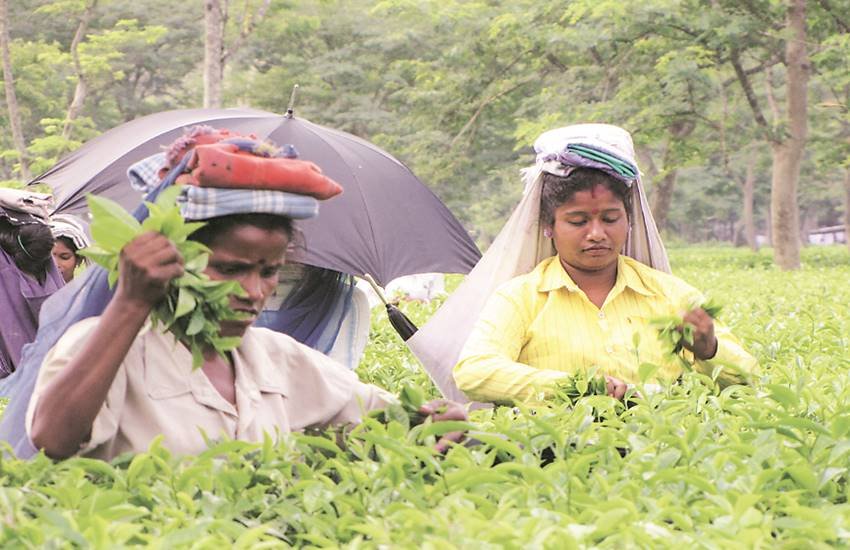 चाय बागान मालिकों ने भी मजदूर यूनियनों ने हड़ताल का फैसला वापस लेने की अपील की है। चाय बागान मालिकों ने भी मजदूर यूनियनों ने हड़ताल का फैसला वापस लेने की अपील की है।