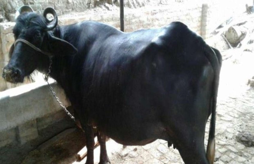 मॉब लिंचिंग के बाद अलवर के मुसलमान अब भैंस पालेंगे (एक्सप्रेस फाइल फोटो)