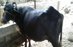 अलवर: मॉब लिंचिंग से घबराए मुसलमान दान कर रहे गायें, अब भैंस पालेंगे