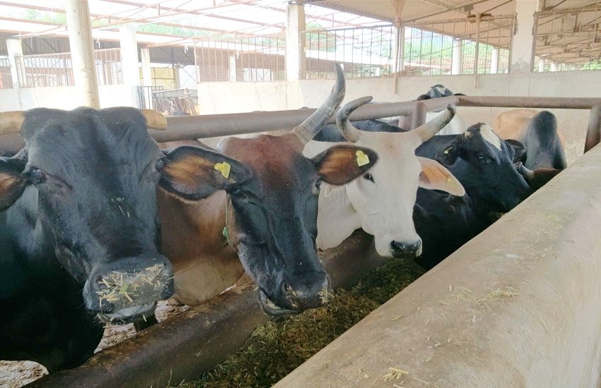 बकरीद पर गाय की कुर्बानी से परहेज (एक्सप्रेस आर्काइव फोटो)

