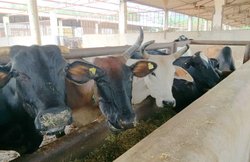 दस हजार गायों को संरक्षण देगी वसुंधरा सरकार, बीकानेर में बनेगी ‘काऊ सेंक्चुरी’