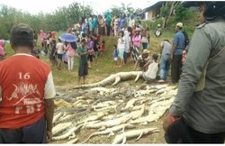 गुस्साई भीड़ ने मार डाले 300 मगरमच्छ