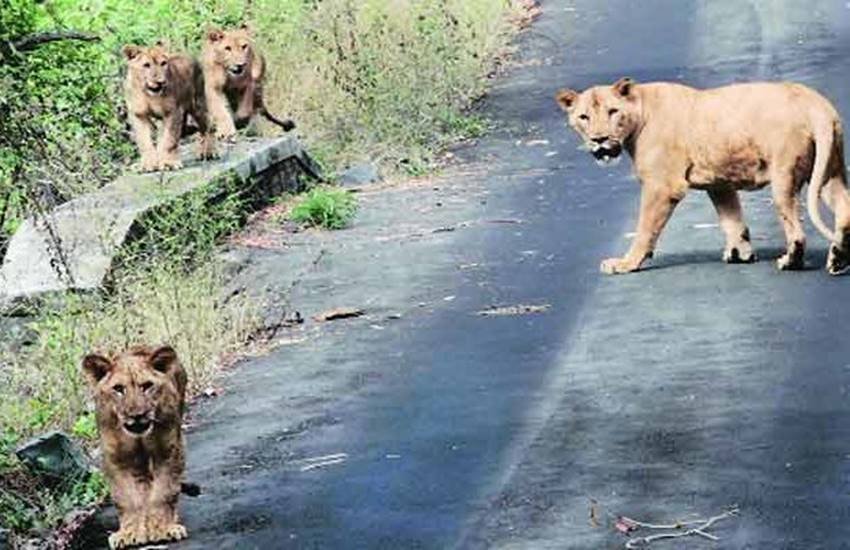 सफारी पार्क में पर्यटक बंद गाड़ी में घूमेंगे और वन्य जीव खुले में विचरण करेंगे। 
