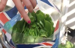 महिला ने खरीदी बंद गोभी, अंदर से निकला मेंढक, यूजर्स लेने लगे मजे