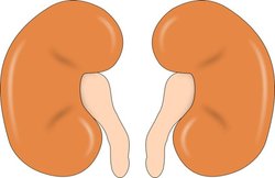 बहुत ज्यादा पानी पीने से भी खराब हो सकती है किडनी, इन 6 बातों का रखें ध्यान, स्वस्थ रहेगा गुर्दा