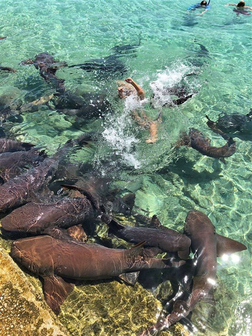 katarina Zarutskie,Bahamas,Shark attack,Instagram model,nurse shark