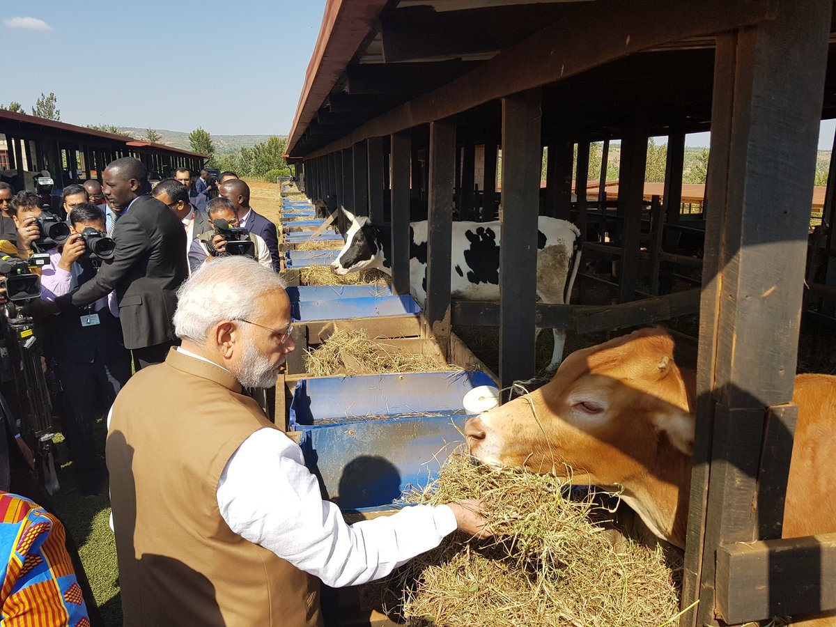 pm modi rwanda visit, pm modi donates cows, modi donates 200 cows, president paul kagame, girinka scheme, rweru model village, pm modi africa visit"