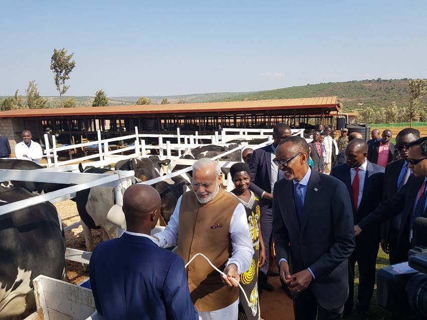 pm modi rwanda visit, pm modi donates cows, modi donates 200 cows, president paul kagame, girinka scheme, rweru model village, pm modi africa visit"