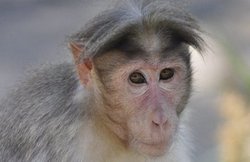 बंदर ने फेंका पत्थर, शख्स की हो गई मौत, परिवार दर्ज कराना चाह रहा एफआईआर