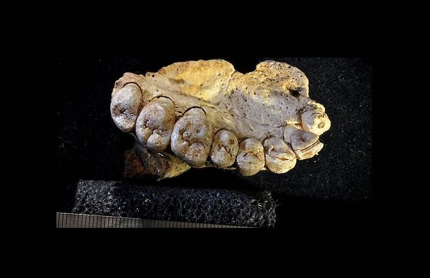 oldest teeth of human species oldest teeth of human species
