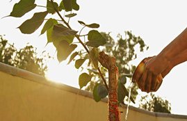 Peepal, Peepal worship, Peepal prayer, Peepal water, Peepal hindu, Peepal religion, Peepal tree, Peepal in hindu, Peepal benefits, Peepal Tree tricks, Peepal Tree and religion, Peepal Tree in hindu, Peepal Tree benefits, religion news