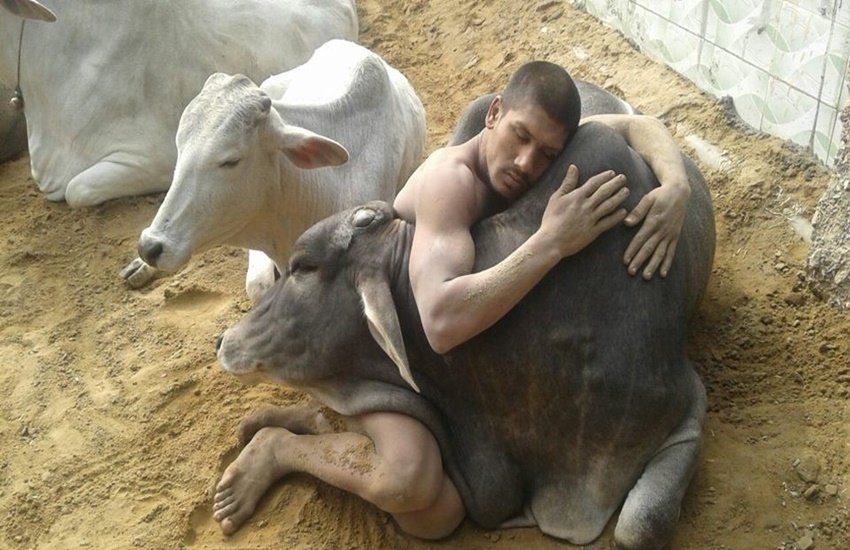 गौ सेवक संजय ने 6 घंटे में लगाए 15,949 पुशअप Photo courtesy- Facebook )