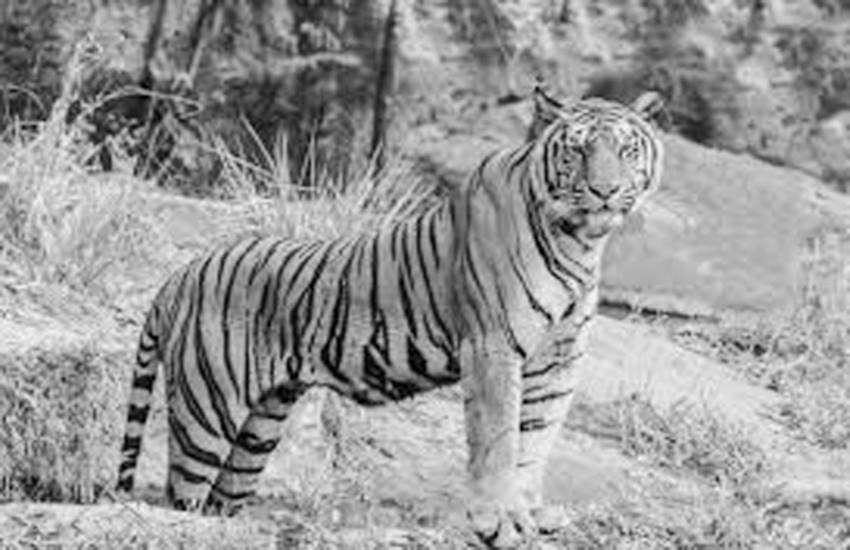 विडंबना यह है कि वन्यजीवों पर मंडराते संकट को देखते हुए भी हम अपनी जीवन शैली बदलने को तैयार नहीं हैं। (प्रतीकात्मक तस्वीर)