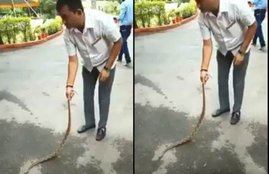trending news, congress leader, snake