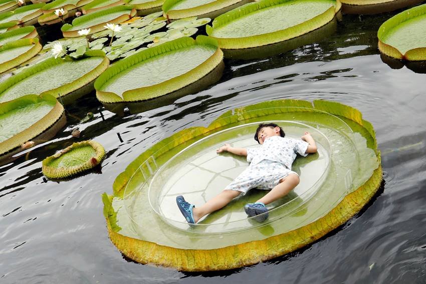 Victoria amazonica, National flower of Guyana, annual leaf-sitting event, annual leaf-sitting event taiwan