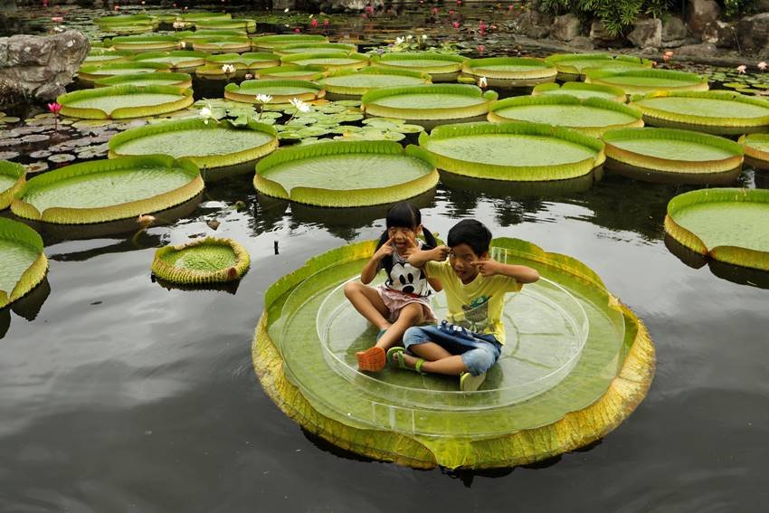 Victoria amazonica, National flower of Guyana, annual leaf-sitting event, annual leaf-sitting event taiwan