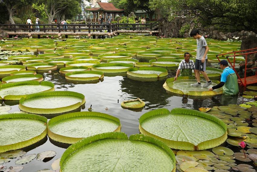 Victoria amazonica, National flower of Guyana, annual leaf-sitting event, annual leaf-sitting event taiwan