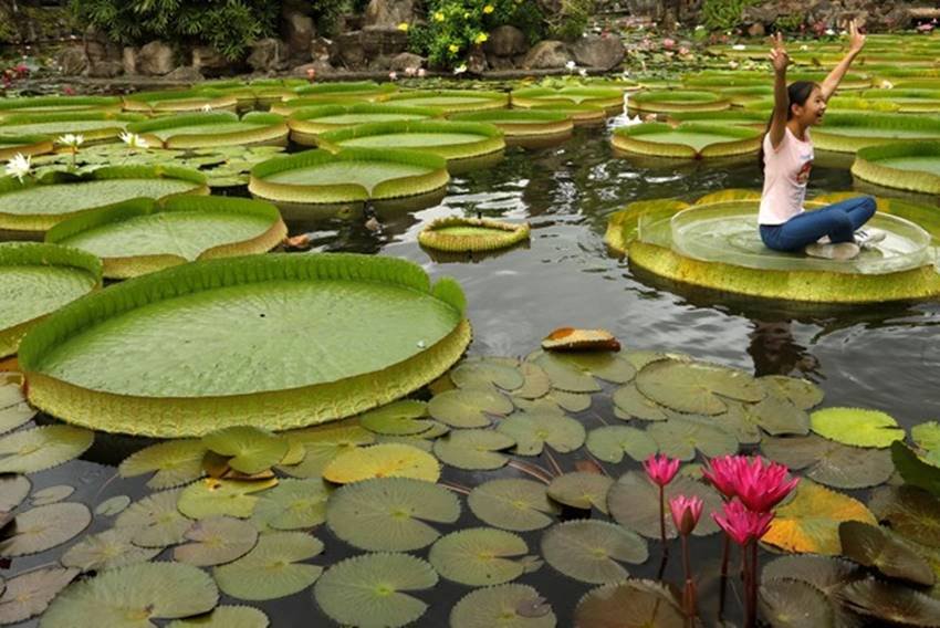 Victoria amazonica, National flower of Guyana, annual leaf-sitting event, annual leaf-sitting event taiwan