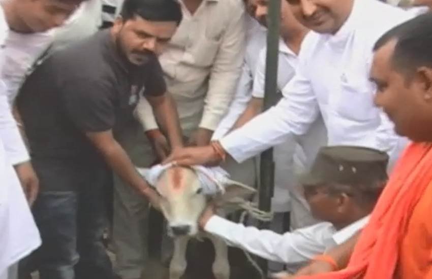 यूपी के जिला मुजफ्फरनगर के बुढ़ाना में सांड भोला के बछड़े की पगड़ी की रस्म करते ग्रामीण। फोटो— यू ट्यूब (वीडियो स्क्रीनशॉट)