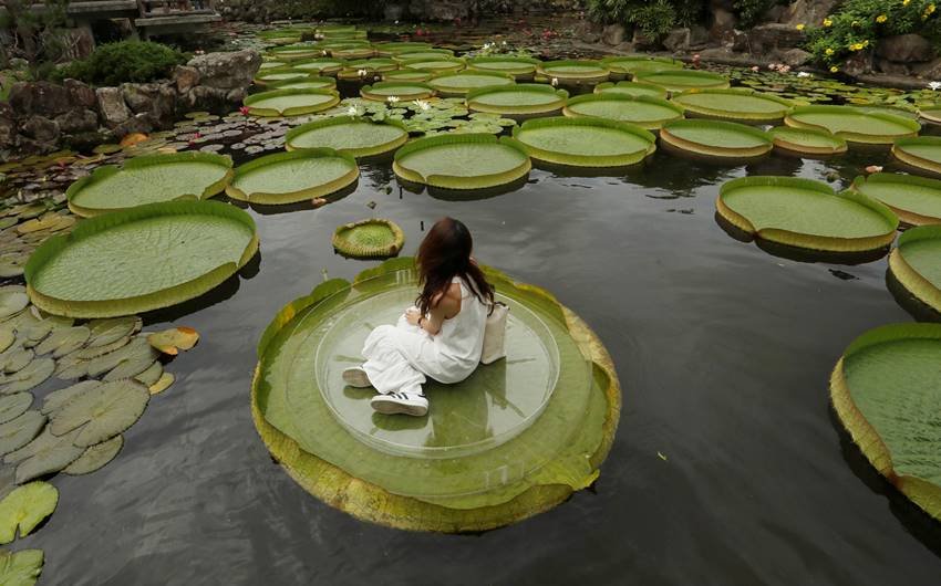 Victoria amazonica, National flower of Guyana, annual leaf-sitting event, annual leaf-sitting event taiwan