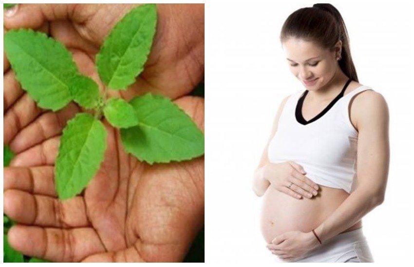 तुलसी में पर्याप्त मात्रा में विटामिन्स, फाइबर, मिनरल्स और अनेक तरह के आवश्यक पोषक तत्व पाए जाते हैं। तुलसी में पर्याप्त मात्रा में विटामिन्स, फाइबर, मिनरल्स और अनेक तरह के आवश्यक पोषक तत्व पाए जाते हैं।