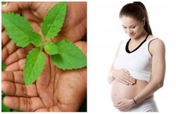 प्रेग्नेंसी में तुलसी खाने से हो सकते हैं ये 5 फायदे